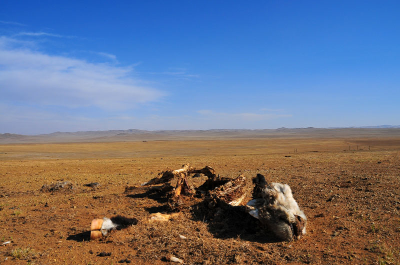 Mongolie